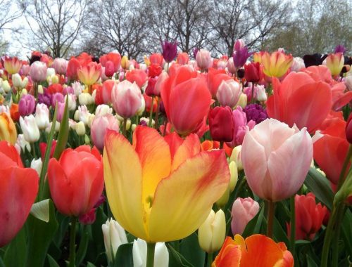 Tulips of many colors