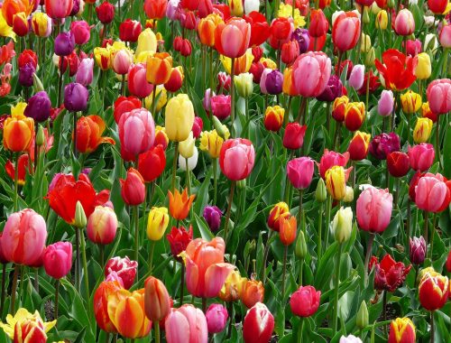 A field of colorful tuips