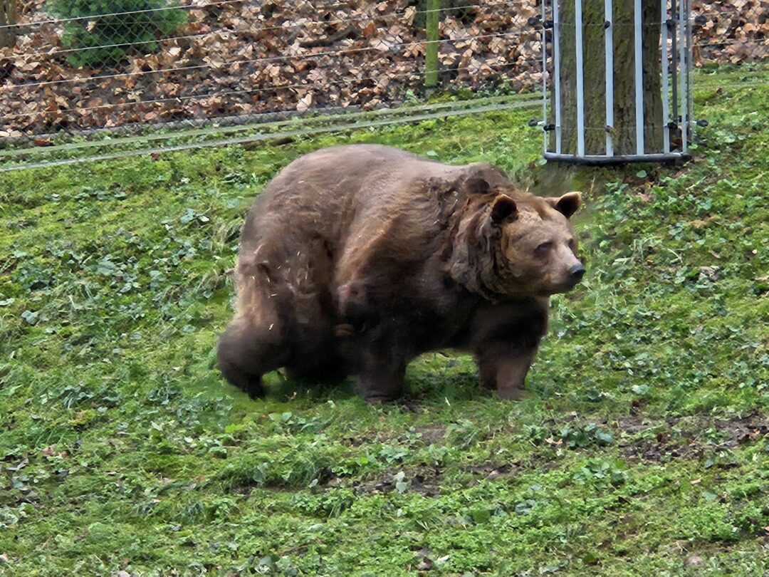 Today, you will only see Kuba the bear in the bear enclosure.